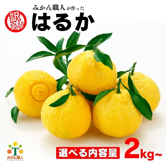 選べる内容量 先行受付 訳あり はるか 2kg 5kg 7kg 【発送時期2026年1月下旬〜】 なくなり次第終了 柑橘 かんきつ 期間限定 みかん 蜜柑 冬 傷 不揃い みかん職人武田屋