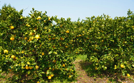 【ふるさと納税】 【高評価★4.86】 選べる容量 訳あり 河内晩柑 3kg 5kg 5000円 7000円 サイズミックス みかん かわちばんかん ミカン mikan わけあり 愛南ゴールド あいなん ゴールド 国産 期間限定 数量限定 小玉 含む 柑橘 蜜柑 規格外 マルハラファーム 愛南町 愛媛県 サムネイル3