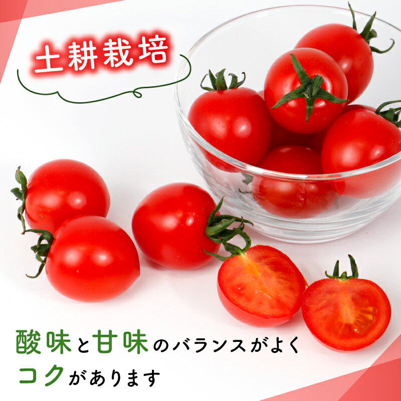 【ふるさと納税】トマト 3種 アイコ ラブリーさくら フルティカ 約1.6～2.2kg 大瀧農園 トマト 完熟トマト 野菜 産地 直送 人気 国産 愛媛県 愛南町 発送期間 2026年3月1日～7月頃まで - 画像2