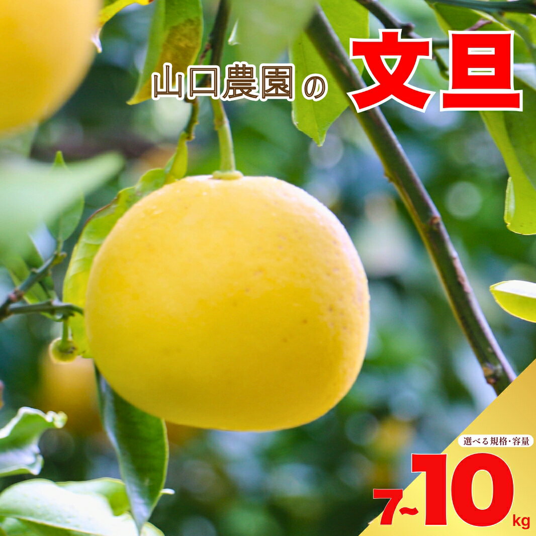 先行予約 選べる 規格 容量 文旦 7kg 10kg 訳あり 通常品 ぶんたん みかん 蜜柑 果物 柑橘 フルーツ ミカン 産地直送 国産 農家直送 期間限定 数量限定 特産品 ジュース ゼリー ビタミン 美容 健康 愛媛県 愛南町 山口農園 送料無料