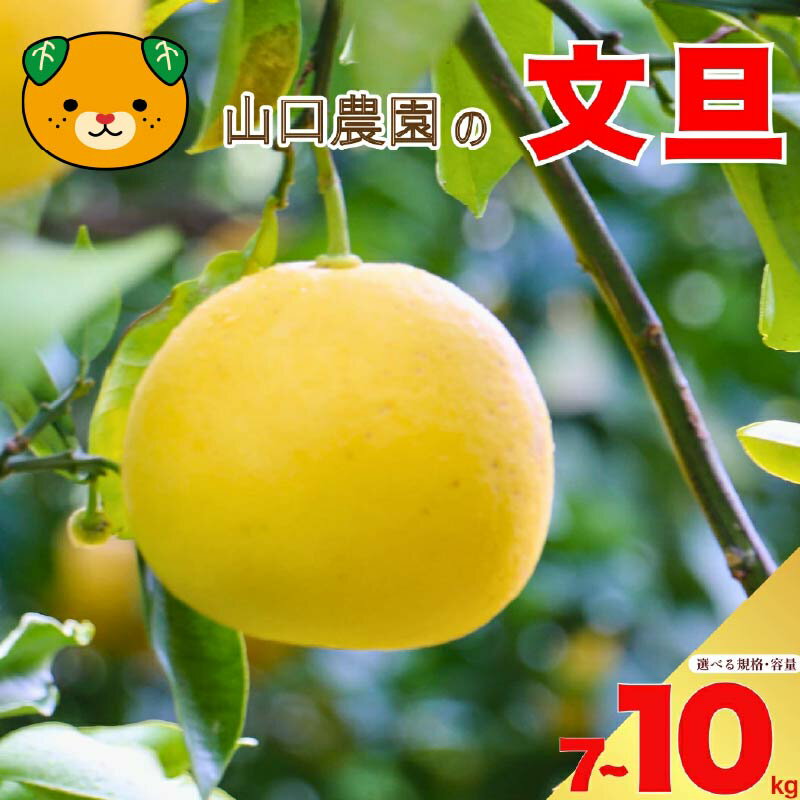 先行予約 選べる 規格 容量 文旦 7kg 10kg 訳あり 通常品 ぶんたん みかん 蜜柑 果物 柑橘 フルーツ ミカン 産地直送 国産 農家直送 期間限定 数量限定 特産品 ジュース ゼリー ビタミン 美容 健康 愛媛県 愛南町 山口農園 送料無料