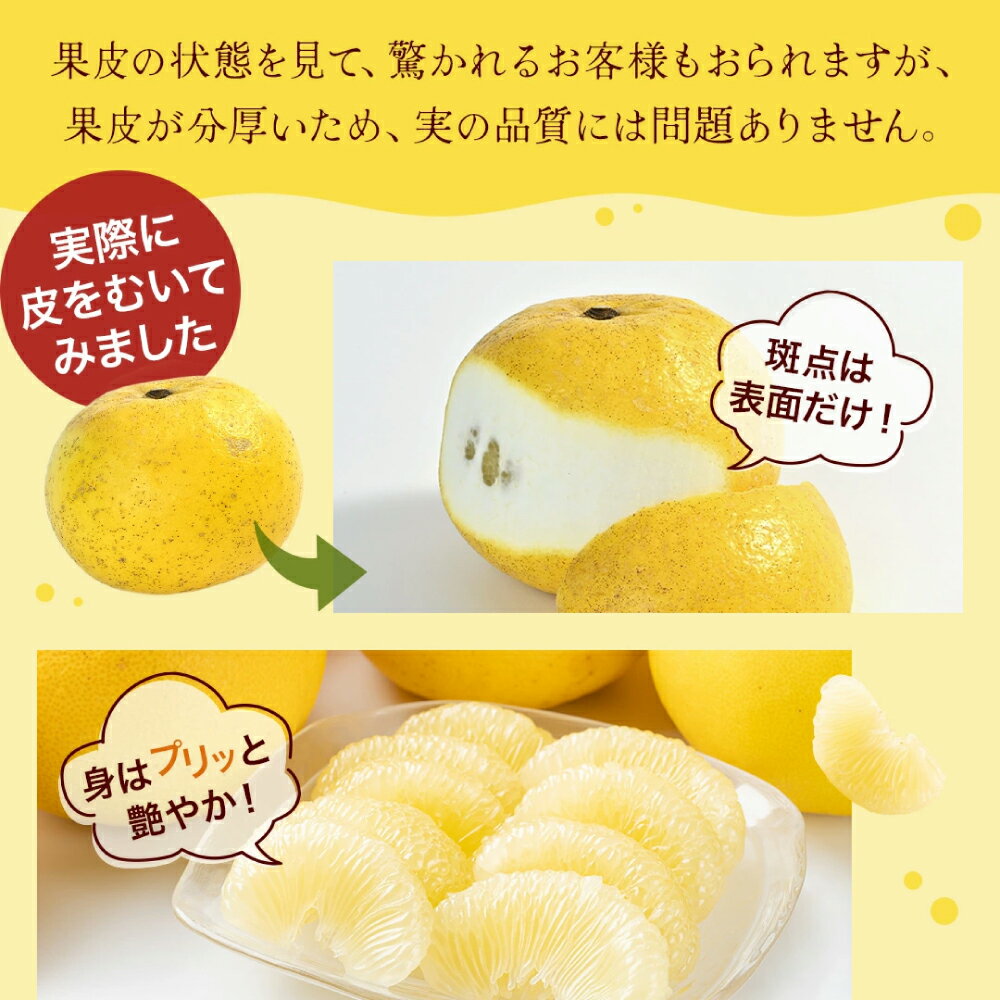 【ふるさと納税】今シーズンのお届け！高評価★4.77 高知県産 訳あり 土佐文旦 約 3kg 5kg 10kg 20kg 〈2026年3月〜発送〉 【四国健商】[ATAF038] ＼選べる容量／ 大容量 旬 文旦 みかん 柑橘 ぶんたん ブンタン 果物 フルーツ 訳あり 訳アリ わけあり ワケアリ 理由あり - 画像3