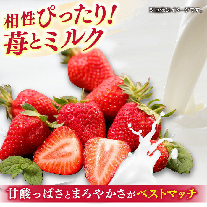 【ふるさと納税】苺とミルクのアイスキャンデー 20本入 | 久保田食品 アイス アイスクリーム 菓子 【グレイジア株式会社】[ATAC213] - 画像3