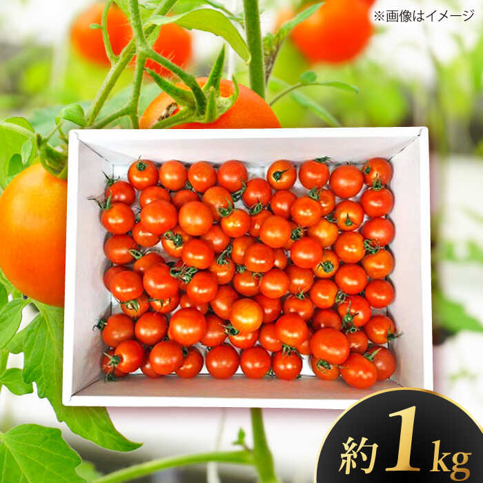 【ふるさと納税】【先行予約】 高知県高知市 フルーツトマト メルベーユ 約1kg 〈2025年12月中旬頃〜発送〉 / 高糖度 トマト とまと フルーツトマト 野菜 【株式会社　四国健商】[ATAF071] - 画像2