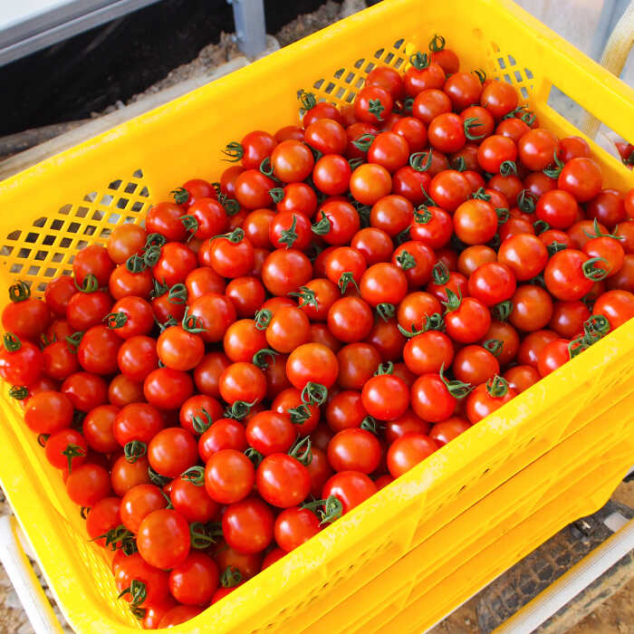 【ふるさと納税】【先行予約】 高知県高知市 フルーツトマト メルベーユ 約1kg 〈2025年12月中旬頃〜発送〉 / 高糖度 トマト とまと フルーツトマト 野菜 【株式会社　四国健商】[ATAF071] - 画像3