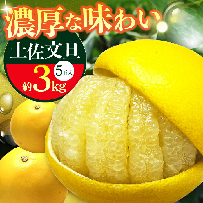【先行予約】南国高知温室土佐文旦 約3kg 5玉〈2025年11月中旬〜2026年2月中旬頃発送〉/ 文旦 ぶんたん フルーツ 果物 3キロ 高知県 【フルーツショップオザキ】[ATAH013]