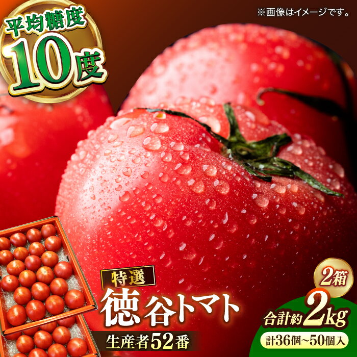 【先行予約】希少！特選 徳谷トマト 約2kg 生産者52番〈2026年1月中旬～2026年6月下旬頃発送〉/ 高糖度 甘い 贈答 高知 フルーツ 果物 数量限定 【フルーツショップオザキ】[ATAH014]