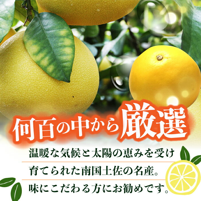 【ふるさと納税】【先行予約】南国高知温室土佐文旦 約5kg 8玉〈2025年11月中旬〜2026年2月中旬頃発送〉/ 文旦 ぶんたん フルーツ 果物 5キロ 高知県 【フルーツショップオザキ】[ATAH015] サムネイル3