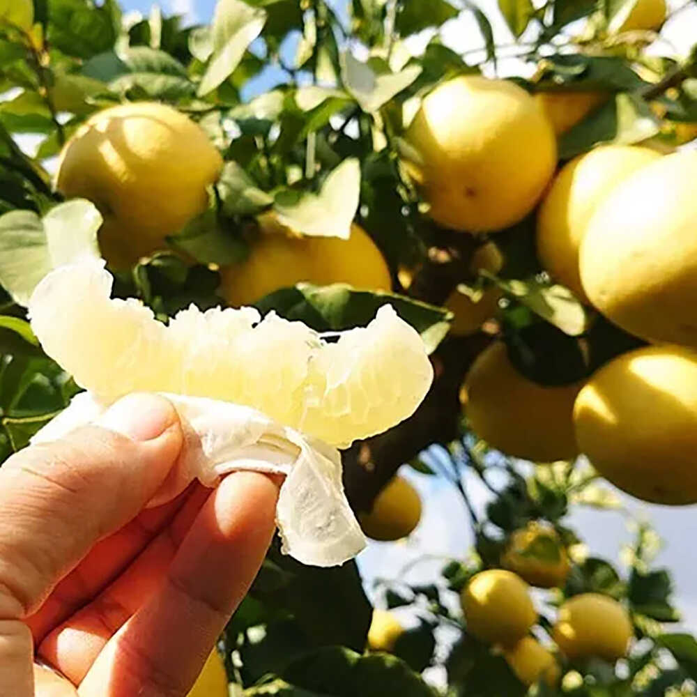 【ふるさと納税】【先行予約】 千光士農園の土佐文旦 約5kg 家庭用 〈2026年2月中旬より発送〉 / 文旦 ぶんたん ブンタン 土佐文旦 柑橘 果物 フルーツ デザート 春 期間限定 季節限定 土佐 高知 【株式会社Dorago】[ATAM062] サムネイル3