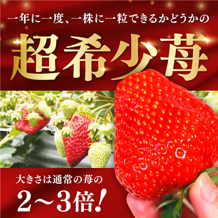 【ふるさと納税】【先行予約】煌稀の果実 大粒 苺 約360g (9または12粒) 高知市春野町産〈2026年1月上旬～2026年4月上旬頃発送〉 / いちご イチゴ 果物 フルーツ【森強のいちご農園】[ATAS001] サムネイル2