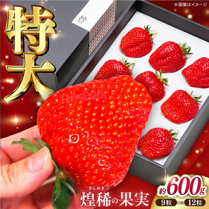 【先行予約】煌稀の果実 特大 苺 (約600g 9または12粒) 高知市春野町産〈2026年1月上旬～2026年3月上旬頃発送〉 / いちご イチゴ 果物 フルーツ 【森強のいちご農園】[ATAS002]