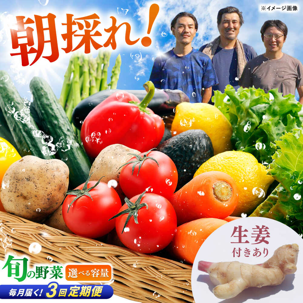 【3回定期便】 土佐の太陽をいっぱいに浴びた旬の野菜セット〈選べる容量＆生姜有無〉【土佐野菜】[ATBA005] 詰め合わせ 新鮮 産地直送 おまかせ 季節の野菜 定期便 セット 野菜定期便 野菜セット定期便 やさい ヤサイ 送料無料 野菜 セット 定期