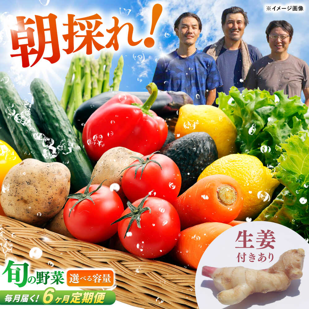 【6回定期便】 土佐の太陽をいっぱいに浴びた旬の野菜セット〈選べる容量＆生姜有無〉【土佐野菜】[ATBA006] 詰め合わせ 新鮮 産地直送 おまかせ 季節の野菜 定期便 セット 野菜定期便 野菜 定期 やさい ヤサイ 送料無料