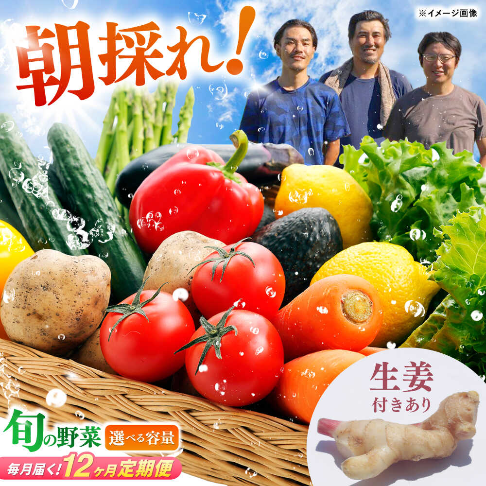 【12回定期便】 土佐の太陽をいっぱいに浴びた旬の野菜セット〈選べる容量＆生姜有無〉 【土佐野菜】[ATBA007]詰め合わせ 新鮮 産地直送 おまかせ 季節の野菜 定期便 セット 野菜定期便 野菜 定期 やさい ヤサイ 送料無料