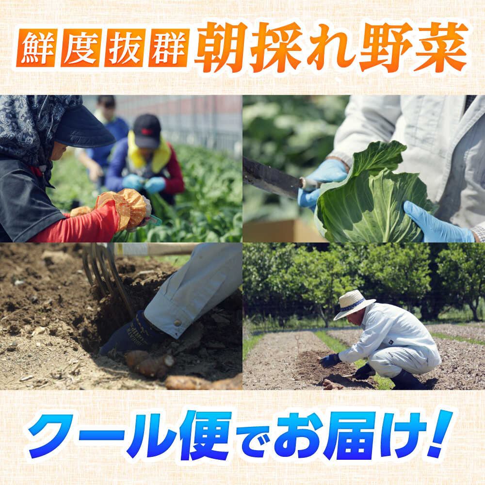 【ふるさと納税】【24回定期便・月2回配送】 土佐の太陽をいっぱいに浴びた旬の野菜10〜13品目（選べる生姜有無）〉 / 高知 土佐 旬 野菜 生姜 詰め合わせ セット 仕送り 【土佐野菜】[ATBA017] - 画像3