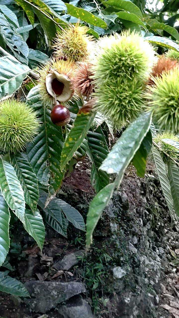 【ふるさと納税】【先行予約】高級生栗 まるっこ栗 約1kg ＜2026年10月中旬〜発送＞ 夢甘栗 秀品 生栗 生 くり 栗 果物 クリ 秋 和栗 栗ご飯 季節限定 【仁淀川流域夢甘栗生産者組合 くり蔵】[ATDR003] サムネイル2