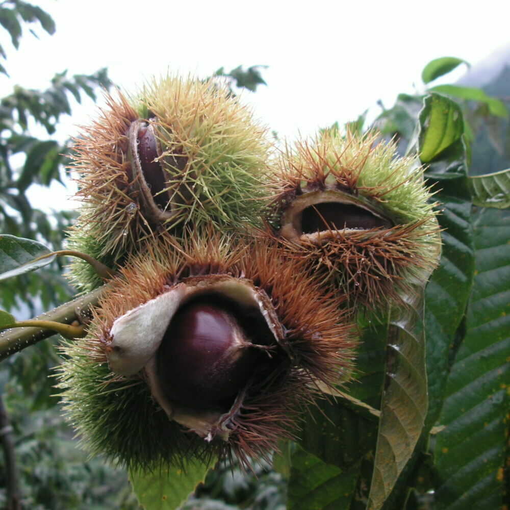 【ふるさと納税】【先行予約】高級生栗 まるっこ栗 約1kg ＜2026年10月中旬〜発送＞ 夢甘栗 秀品 生栗 生 くり 栗 果物 クリ 秋 和栗 栗ご飯 季節限定 【仁淀川流域夢甘栗生産者組合 くり蔵】[ATDR003] サムネイル3