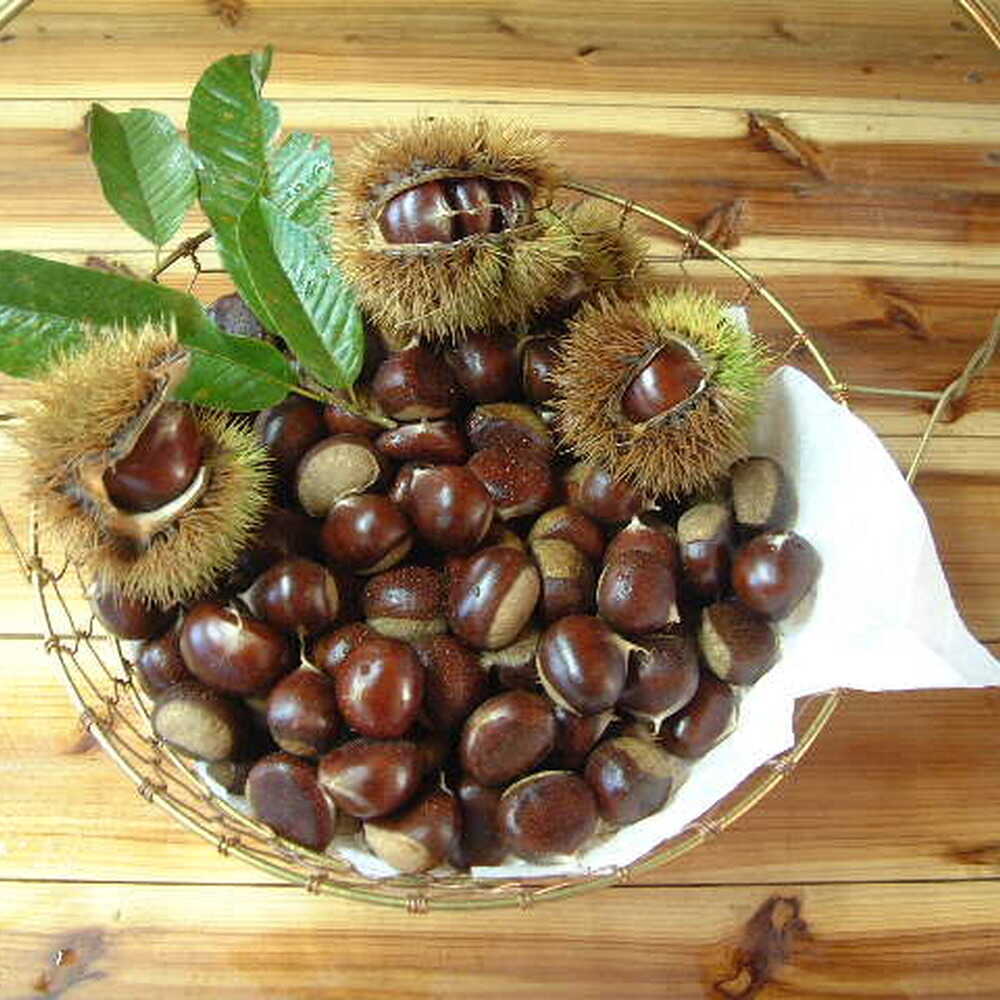 【先行予約】高級生栗 まるっこ栗 約1kg ＜2026年10月中旬〜発送＞ 夢甘栗 秀品 生栗 生 くり 栗 果物 クリ 秋 和栗 栗ご飯 季節限定 【仁淀川流域夢甘栗生産者組合 くり蔵】[ATDR003]
