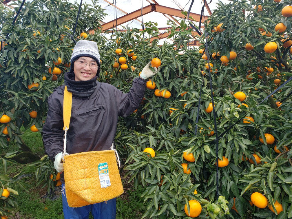 【ふるさと納税】 【先行予約】 【訳あり】星タンゴール 4kg みかん 柑橘 オレンジ 清見 タンゴール 果物 フルーツ 高知県産柑橘 農家直送 数量 果汁 くだもの サマー清見 ※4月より出荷開始 数量限定 送料無料 8000円 サムネイル3
