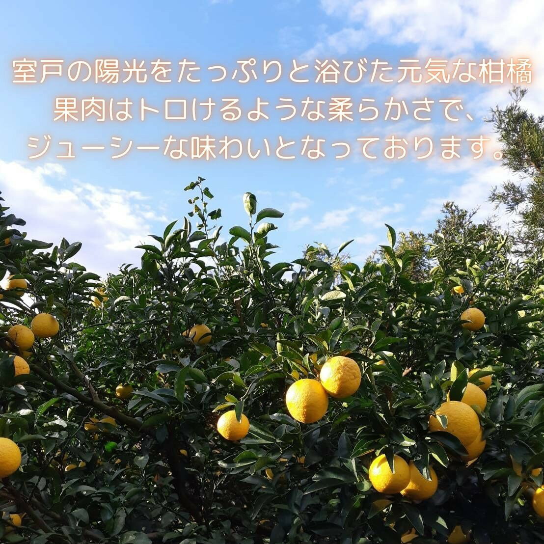 【ふるさと納税】 【先行予約】 【訳あり】星タンゴール 4kg みかん 柑橘 オレンジ 清見 タンゴール 果物 フルーツ 高知県産柑橘 農家直送 数量 果汁 くだもの サマー清見 ※4月より出荷開始 数量限定 送料無料 8000円 サムネイル2