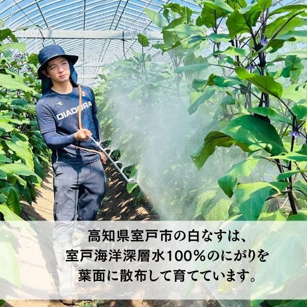 【ふるさと納税】 【訳あり】 農家直送 白茄子 土佐の美味茄子の新鮮ナス 8本 2kg 野菜 なす ナス 常温 小袋 国産 夏野菜 茄子 小分け 旬 高知 - 画像2