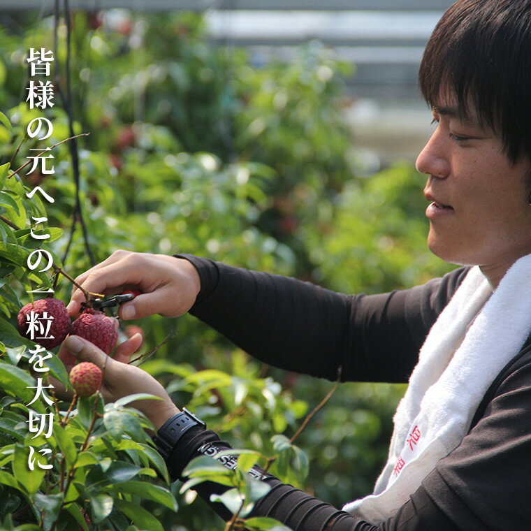 【ふるさと納税】 先行予約 生ライチ 令和8年産 5個 ～ 8個 12個 ～18個 選べる おためし 定番 ライチ メリーガーデン 高級 贈答 ギフト フルーツ R8年産 果物 旬 産地直送 国産 新鮮 特産品 季節限定 数量限定 フレッシュ デザート おやつ 贅沢 プレゼント 安芸市 高知県 サムネイル3