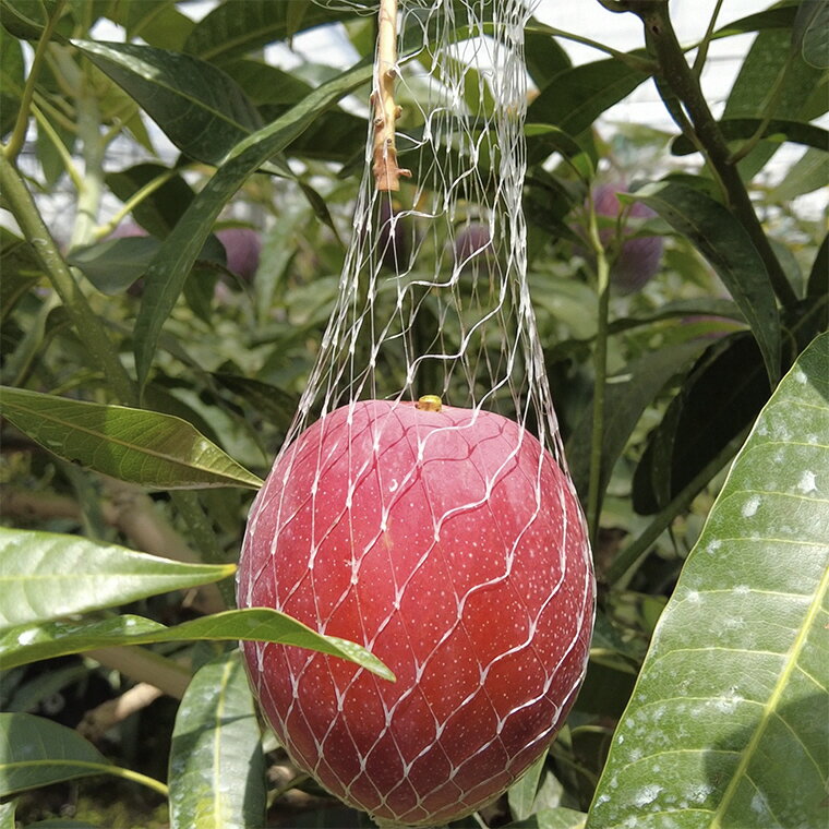 【ふるさと納税】 完熟マンゴー 生ライチ セット フルーツ 果物 くだもの 季節限定 期間限定 数量限定 旬 限定 国産 贈答 ギフト 贈り物 プレゼント デザート スイーツ アレンジ プリン ケーキ スムージー 国産 メリーガーデン お取り寄せ おすすめ ギフト 高知県安芸市 サムネイル3