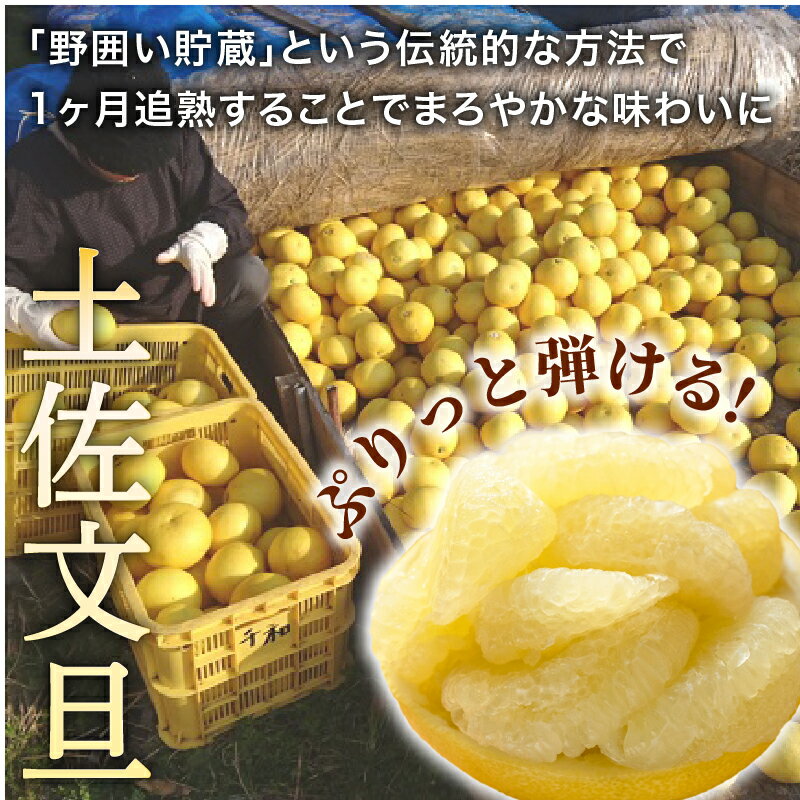 【ふるさと納税】 先行予約 訳あり 土佐文旦 選べる サイズ 5kg 10kg わけあり 果物 フルーツ 産地直送 国産 柑橘 文旦 ぶんたん 土佐ぶんたん 小玉 大玉 家庭用 高知県 安芸市 敬老の日 母の日 父の日 ※2月〜4月頃配送予定 サムネイル2