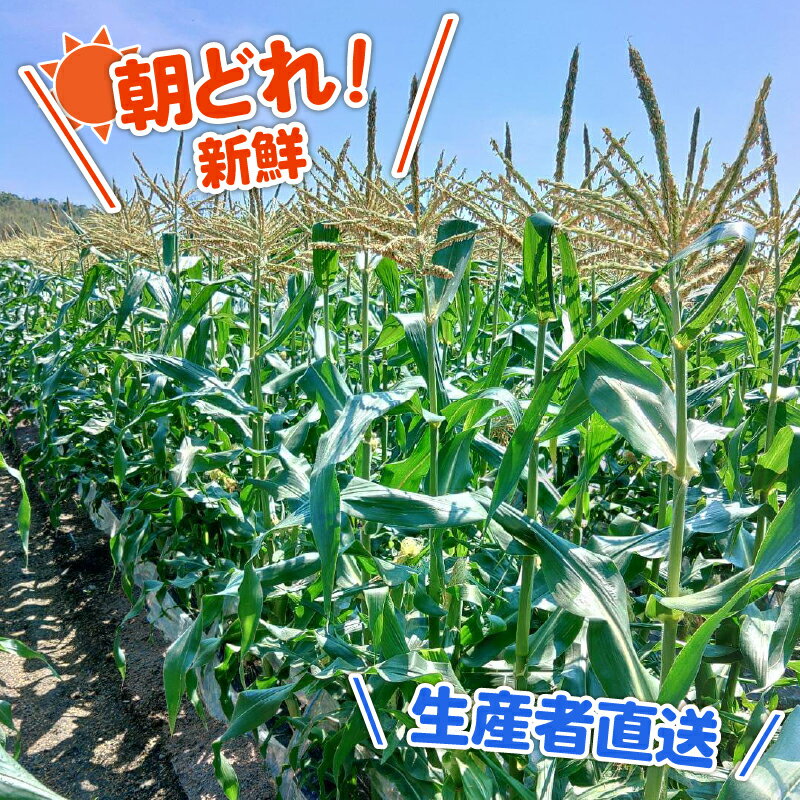 【ふるさと納税】 先行予約 とうもろこし スイートコーン バイカラー種 約 1.8kg 5本 2026年5月～6月発送予定 期間限定 数量限定 産地直送トウモロコシ フルーツコーン スイート コーン 国産 詰合せ 甘い 人気 ギフト 贈答 プレゼント 高知県 南国市 農園けんぴ - 画像3