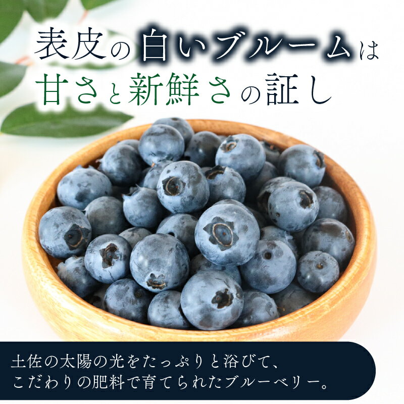 【ふるさと納税】 訳あり 農家直送 完熟生ブルーベリー ラビットアイ系 1800g 2026年発送 土佐ひらやま農園 ブルーベリー フルーツ 果物 くだもの 食品 人気 美容 おすすめ 期間限定 数量限定 高知県 南国市 サムネイル2