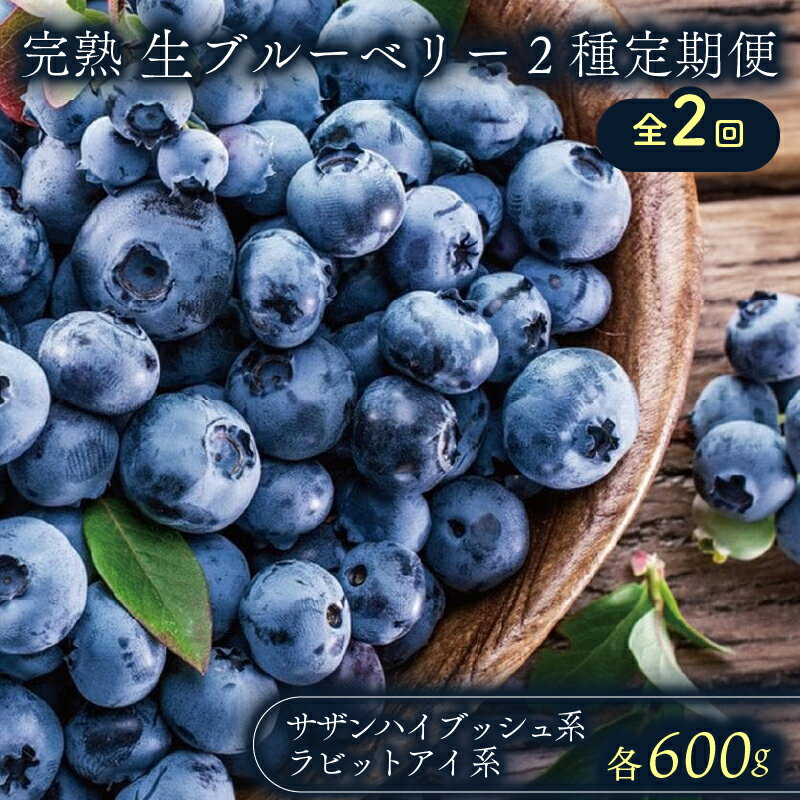 農家直送 完熟生ブルーベリー サザンハイブッシュ系 ラビットアイ系 600g 2回 定期便 2026年発送 早期予約 土佐ひらやま農園 ブルーベリー フルーツ 果物 くだもの 食品 人気 美容 おすすめ 期間限定 数量限定 高知県 南国市