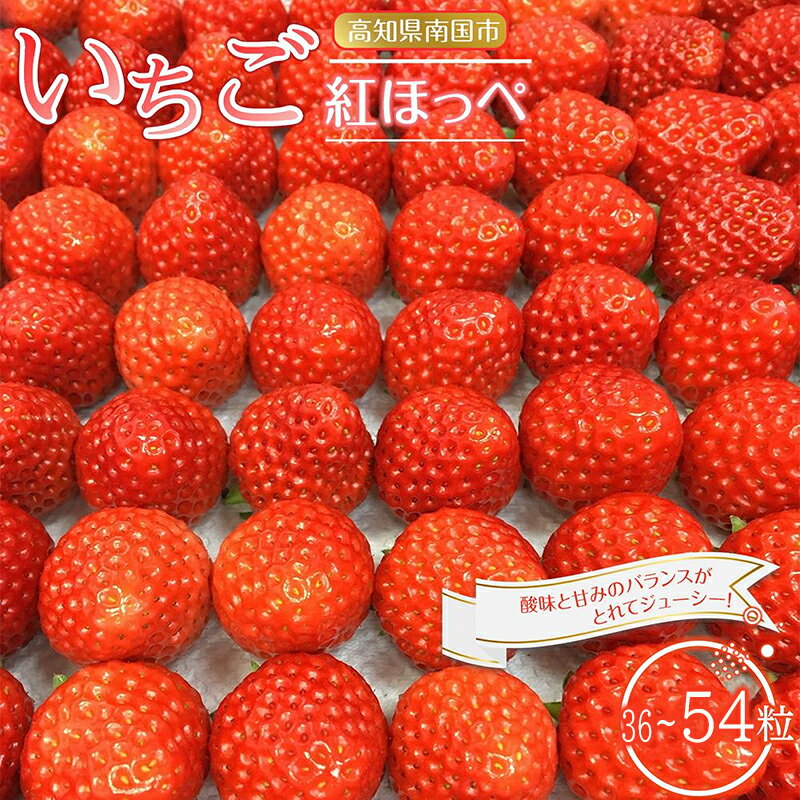 先行予約 いちご 紅ほっぺ 贈答品 2箱（4パック：36～54粒） 2026年1月発送開始 | 高級 厳選 こだわり 贅沢 贈り物 ギフト プレゼント 限定 お取り寄せ 苺 いちご 果物 くだもの フルーツ 人気 旬 甘い 大粒 高糖度 産地直送 期間限定 高知県 南国市