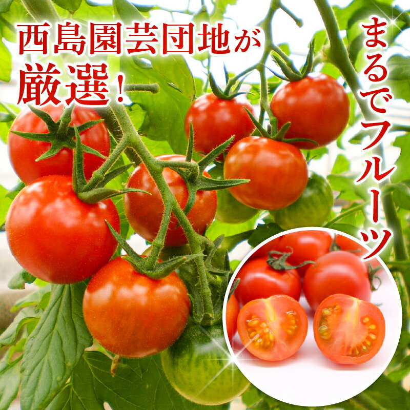 【ふるさと納税】 トマト 1kg 2kg 選べる フルティカトマト とまと フルーツ 果物 野菜 厳選 人気 ギフト プレゼント 贈り物 くだもの 旬 お取り寄せ 甘い フルーツトマト ふるさと納税トマト ふるさと納税とまと 産地直送 季節限定 期間限定 西島園芸団地 高知県 南国市 - 画像2