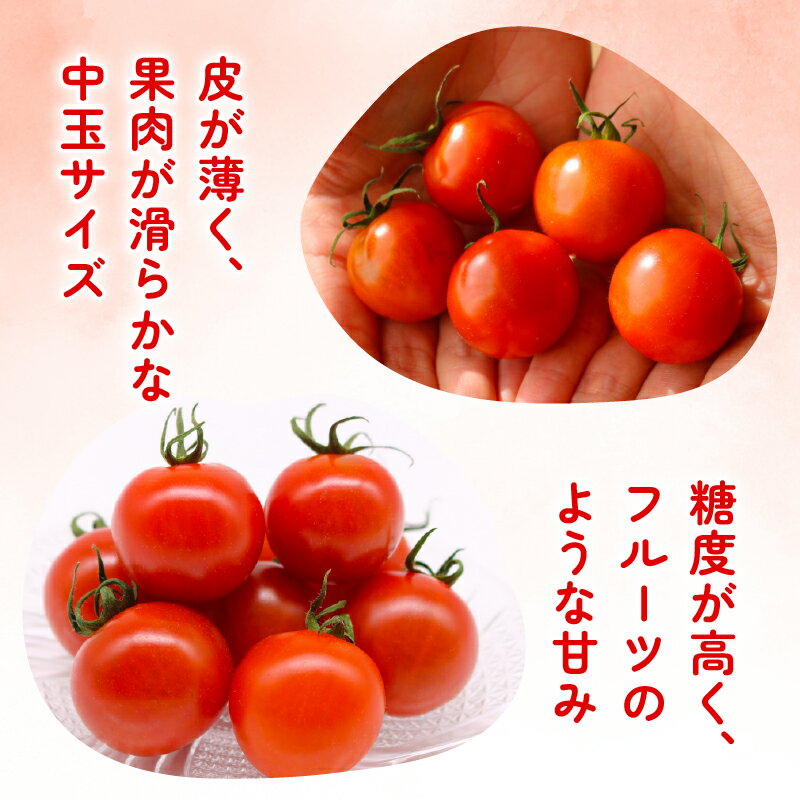 【ふるさと納税】 トマト 1kg 2kg 選べる フルティカトマト とまと フルーツ 果物 野菜 厳選 人気 ギフト プレゼント 贈り物 くだもの 旬 お取り寄せ 甘い フルーツトマト ふるさと納税トマト ふるさと納税とまと 産地直送 季節限定 期間限定 西島園芸団地 高知県 南国市 - 画像3