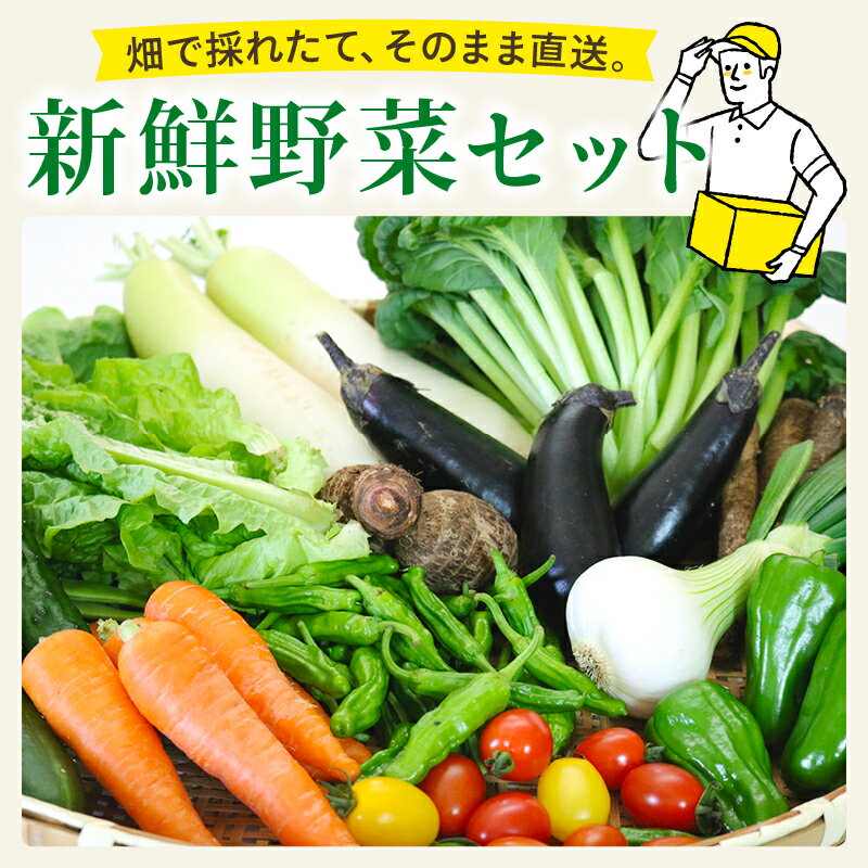 【ふるさと納税】 野菜 セット 7～8品 朝採れ 新鮮 野菜セット 産地直送 人気 旬 季節の野菜 数量限定 おすすめ 高知県 南国市 - 画像2