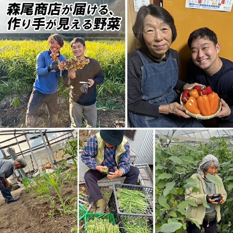 【ふるさと納税】 野菜 セット 7～8品 朝採れ 新鮮 野菜セット 産地直送 人気 旬 季節の野菜 数量限定 おすすめ 高知県 南国市 - 画像3