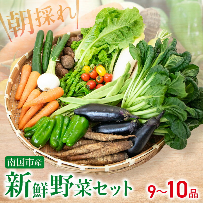 野菜 セット 9～10品 朝採れ 新鮮 野菜セット 産地直送 人気 旬 季節の野菜 数量限定 おすすめ 高知県 南国市