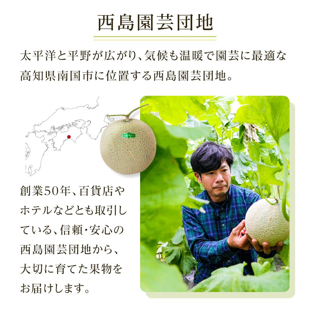 【ふるさと納税】 高知県 南国市産 贈答用マスクメロン 1個 メロン マスクメロン フルーツ 果物 くだもの 食品 デザート 高評価 厳選 高級 ギフト 贈答用 贈り物 人気 おすすめ ふるさと納税メロン ふるさと納税 めろん 送料無料 サムネイル2