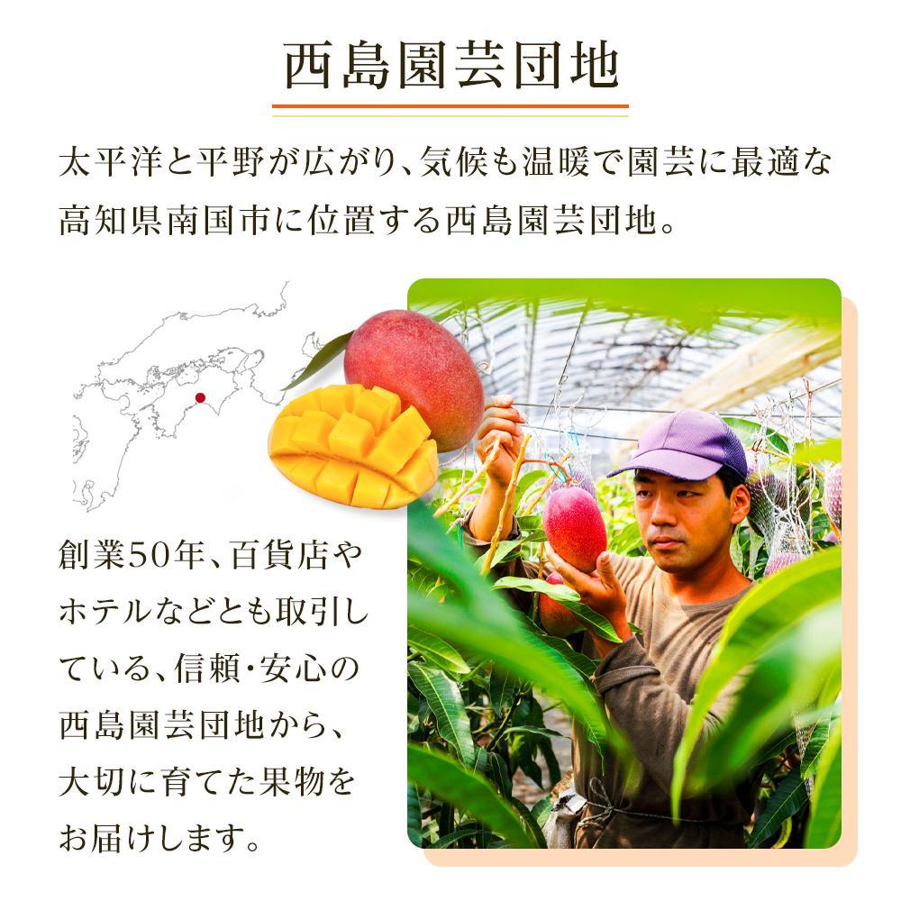 【ふるさと納税】 先行予約 高知県南国市産 完熟アップルマンゴー1個 2026年6月-発送 マンゴー アップルマンゴー フルーツ 果物 くだもの 食品 高評価 厳選 高級 ギフト 贈り物 人気 おすすめ ふるさと納税まんごー ふるさと納税 マンゴー 送料無料 サムネイル2