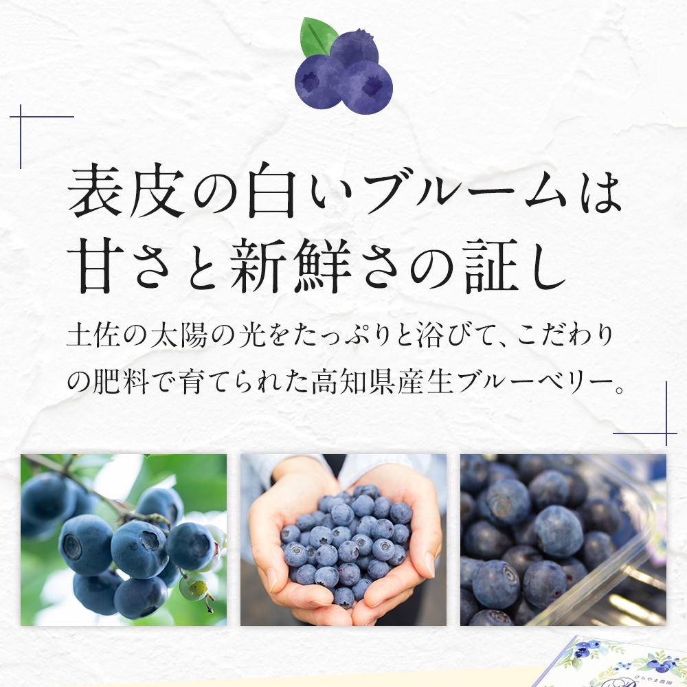 【ふるさと納税】 農家直送 完熟生ブルーベリー サザンハイブッシュ系 600g 100g×6パック 2026年発送 早期予約 土佐ひらやま農園 ブルーベリー フルーツ 果物 くだもの 食品 人気 おすすめ 送料無料 サムネイル2