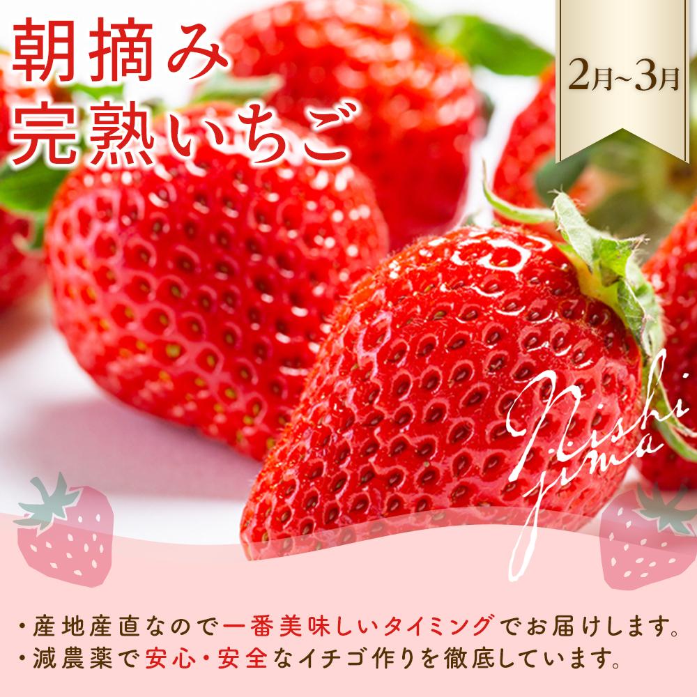 【ふるさと納税】 年4回お届け 季節のフルーツセット フルーツ 定期便 いちご スイカ マンゴー メロン フルーツ 苺 旬 果物 くだもの 贈答 ギフト 人気 おすすめ ふるさと納税メロン 定期便 ふるさと納税スイカ ふるさと納税マンゴー ふるさと納税いちご 高知県 南国市 サムネイル2