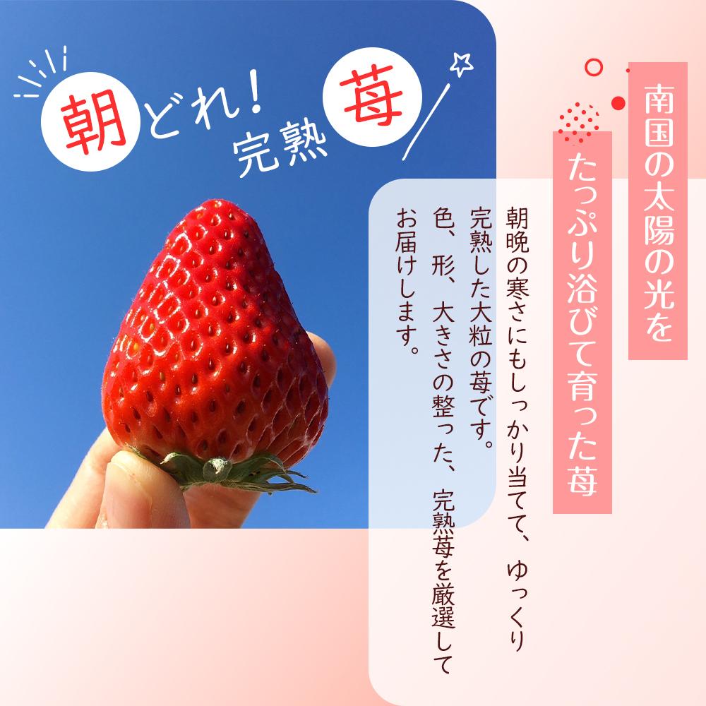 【ふるさと納税】 先行予約 いちご 紅ほっぺ 贈答品 2箱（4パック：36～54粒） 2026年1月発送開始 | 高級 厳選 こだわり 贅沢 贈り物 ギフト プレゼント 限定 お取り寄せ 苺 いちご 果物 くだもの フルーツ 人気 旬 甘い 大粒 高糖度 産地直送 期間限定 高知県 南国市 サムネイル2