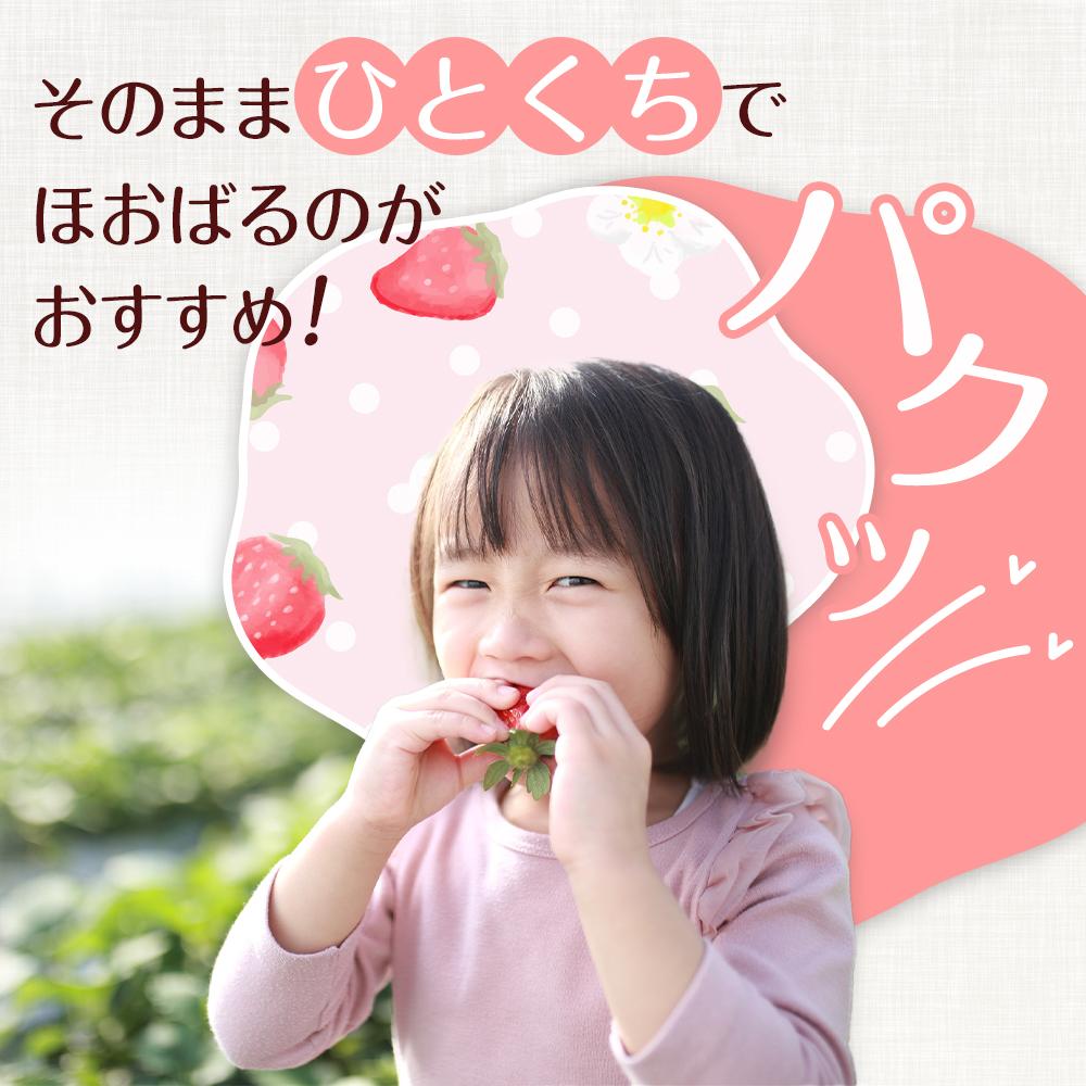 【ふるさと納税】 先行予約 いちご 紅ほっぺ 贈答品 2箱（4パック：36～54粒） 2026年1月発送開始 | 高級 厳選 こだわり 贅沢 贈り物 ギフト プレゼント 限定 お取り寄せ 苺 いちご 果物 くだもの フルーツ 人気 旬 甘い 大粒 高糖度 産地直送 期間限定 高知県 南国市 サムネイル3