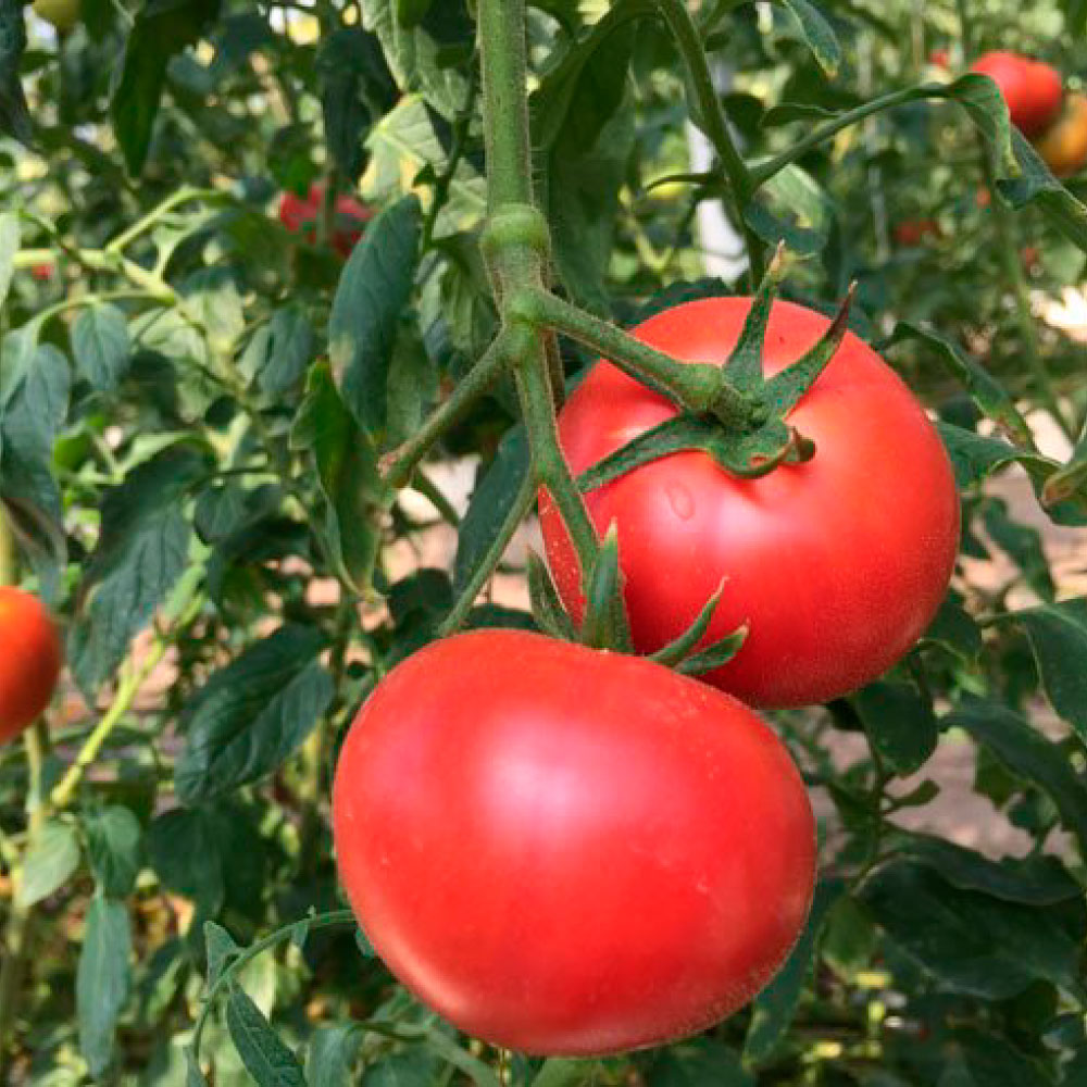 【ふるさと納税】フルーツトマト トマト 10000円台 とまと ふるーつとまと 1kg 2kg 3kg 8000円 12000円 16000円 糖度 8～10度 詰め合わせ 野菜 産地直送 甘い 濃厚 美味しい 箱詰め まとめ買い 料理 サラダ 旬 新鮮 食品 健康 高知県 土佐市 返礼品 故郷納税 返礼品 サムネイル2