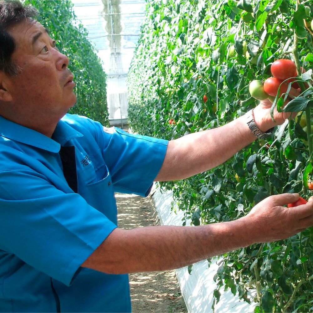 【ふるさと納税】フルーツトマト トマト 10000円台 とまと ふるーつとまと 1kg 2kg 3kg 8000円 12000円 16000円 糖度 8～10度 詰め合わせ 野菜 産地直送 甘い 濃厚 美味しい 箱詰め まとめ買い 料理 サラダ 旬 新鮮 食品 健康 高知県 土佐市 返礼品 故郷納税 返礼品 サムネイル3