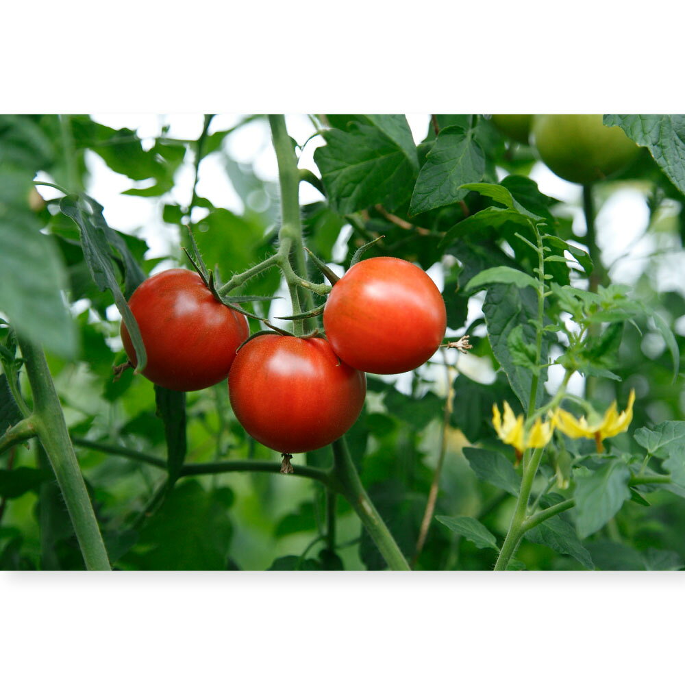 【ふるさと納税】フルーツトマト食べくらべセット 1.5kg トマト フルーツトマト 糖度 ミニトマト 詰め合わせ ふるーつとまと フルーツミニトマト カラフル トマト とまと 美味しい 高知県産 高知 高知県 土佐市 こうち 返礼品 - 画像2