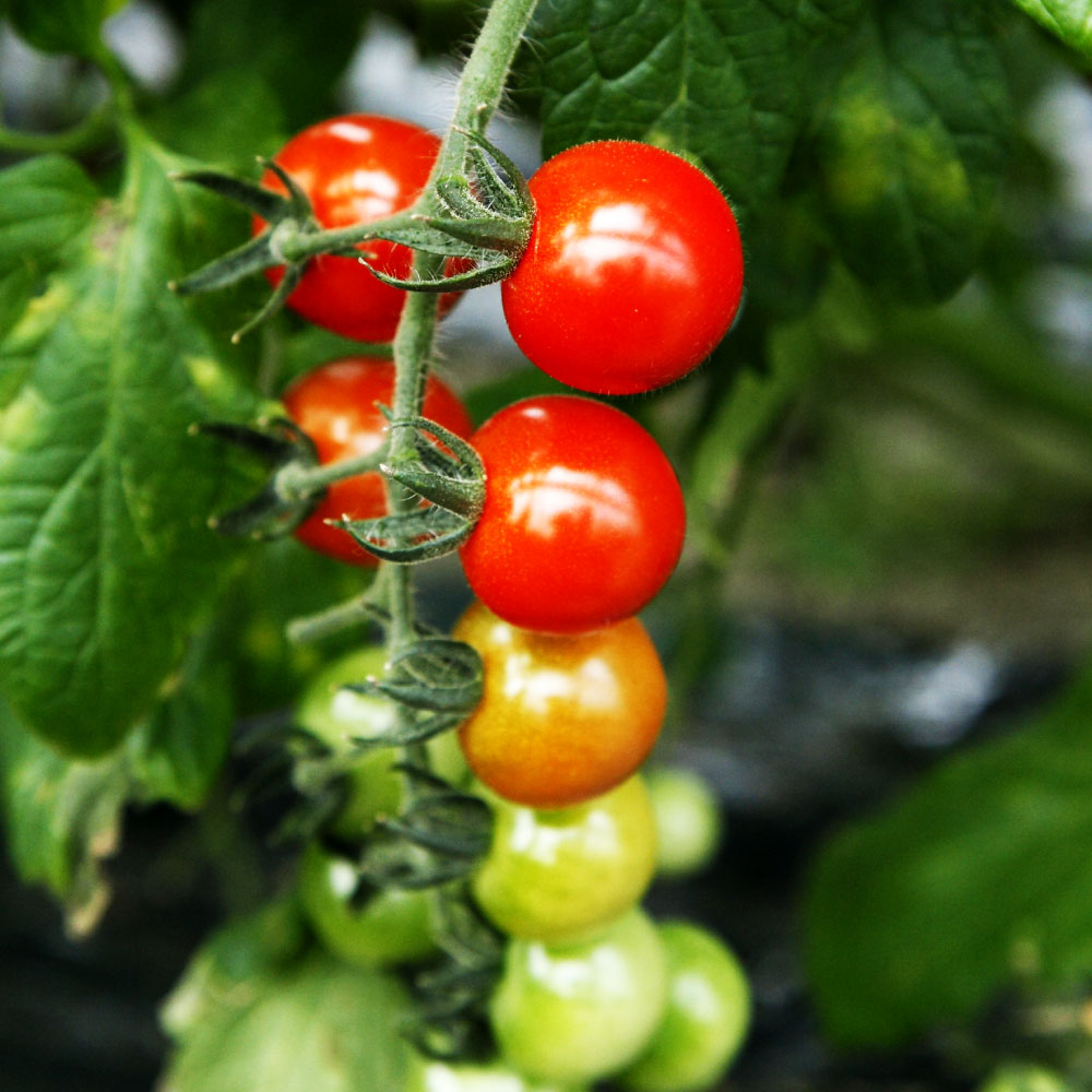 【ふるさと納税】フルーツトマト食べくらべセット 1.5kg トマト フルーツトマト 糖度 ミニトマト 詰め合わせ ふるーつとまと フルーツミニトマト カラフル トマト とまと 美味しい 高知県産 高知 高知県 土佐市 こうち 返礼品 - 画像3