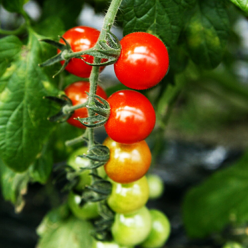 【ふるさと納税】カラフルミニトマトの宝石箱 （約2kg） トマト ミニトマト とまと カラフルミニトマト 詰め合わせ 15品種以上 新鮮野菜 カラフル トマト とまと 美味しい サラダ 野菜 厳選 新鮮 甘い 高知県産 ふるさと納税 高知県 土佐市 こうち 返礼品 - 画像2