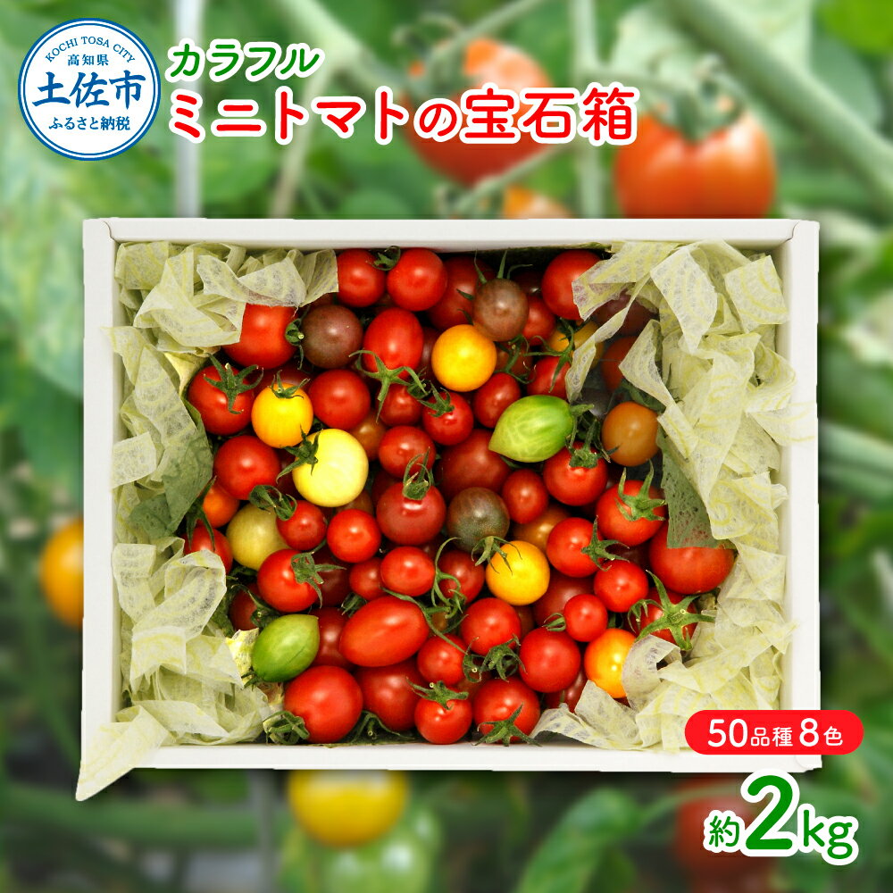 カラフルミニトマトの宝石箱 （約2kg） トマト ミニトマト とまと カラフルミニトマト 詰め合わせ 15品種以上 新鮮野菜 カラフル トマト とまと 美味しい サラダ 野菜 厳選 新鮮 甘い 高知県産 ふるさと納税 高知県 土佐市 こうち 返礼品