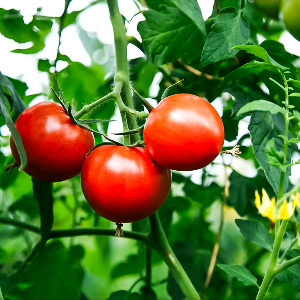 【ふるさと納税】フルーツトマト 約1.6kg(約800g×2) 24~32玉入り 糖度 8度以上 フルーツトマト ふるーつとまと とまと トマト 甘い 濃厚 美味しい 箱入り 野菜 料理 サラダ お取り寄せグルメ 高知県産 高知 高知県 土佐市 こうち 返礼品 - 画像2